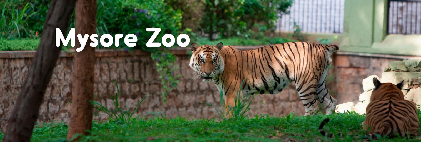 Mysore Zoo 